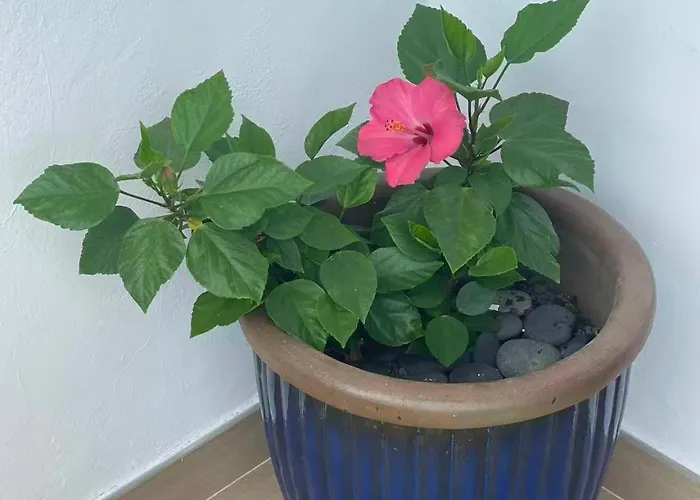 Sol Y Mar Lejlighed *