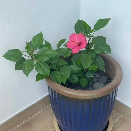 Sol Y Mar Apartamento *